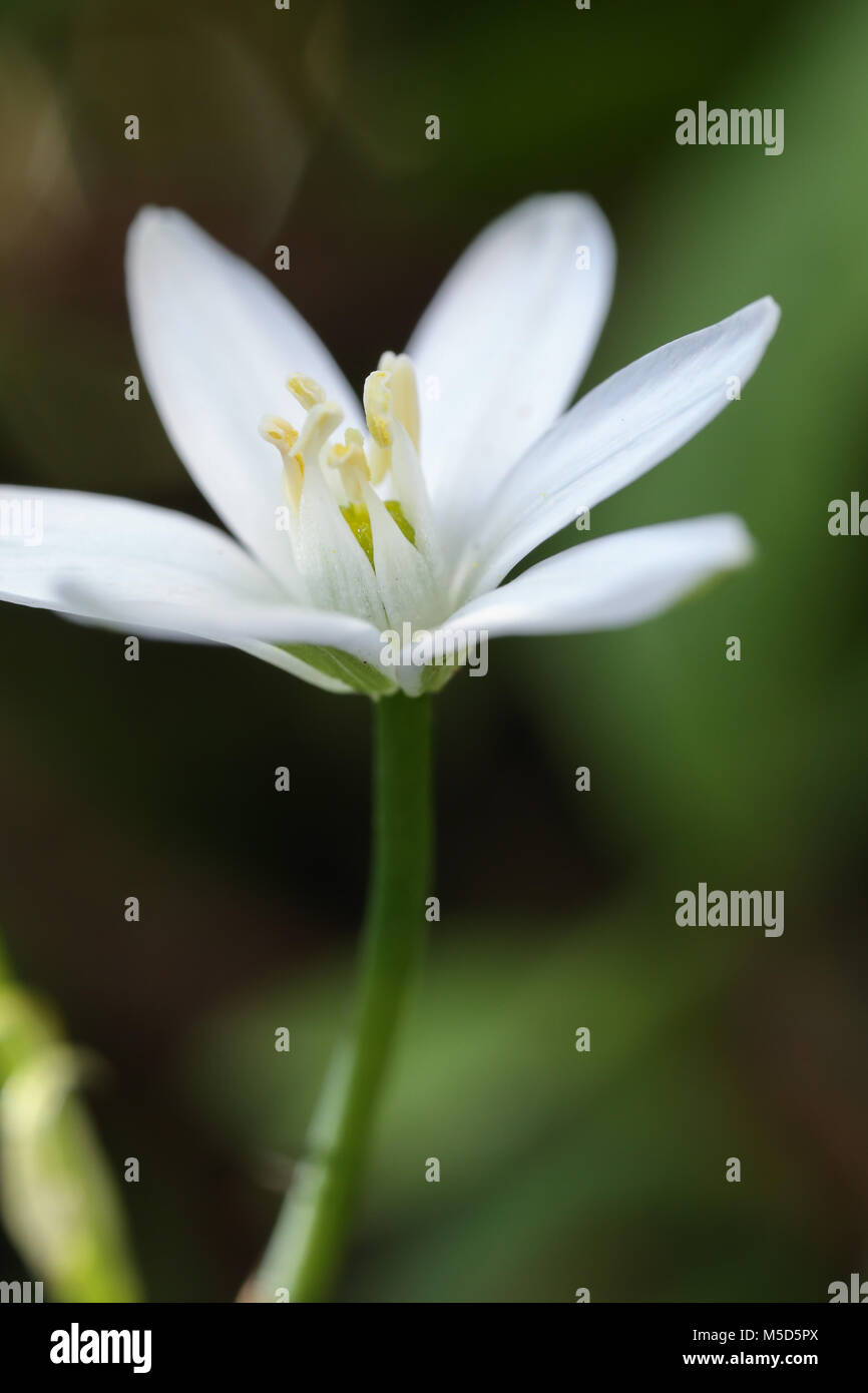 Flora, Blume, Garten, Hell, licht, Jahreszeit, Blüte, Natur, Blumen, Schönheit, schön, Blütenblatt, Pflanze, Blume, Grün, Natur, Frühling, Blume Frühling Stockfoto