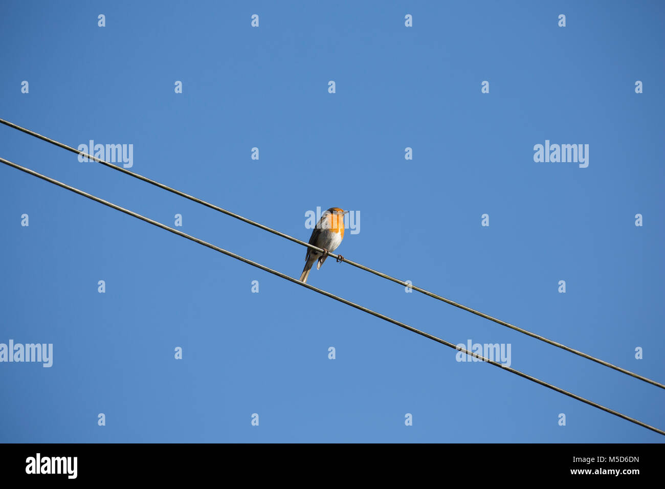 Robin auf Telefonleitungen in der Nähe von Gärten im Winter, Dorset England UK GB Stockfoto