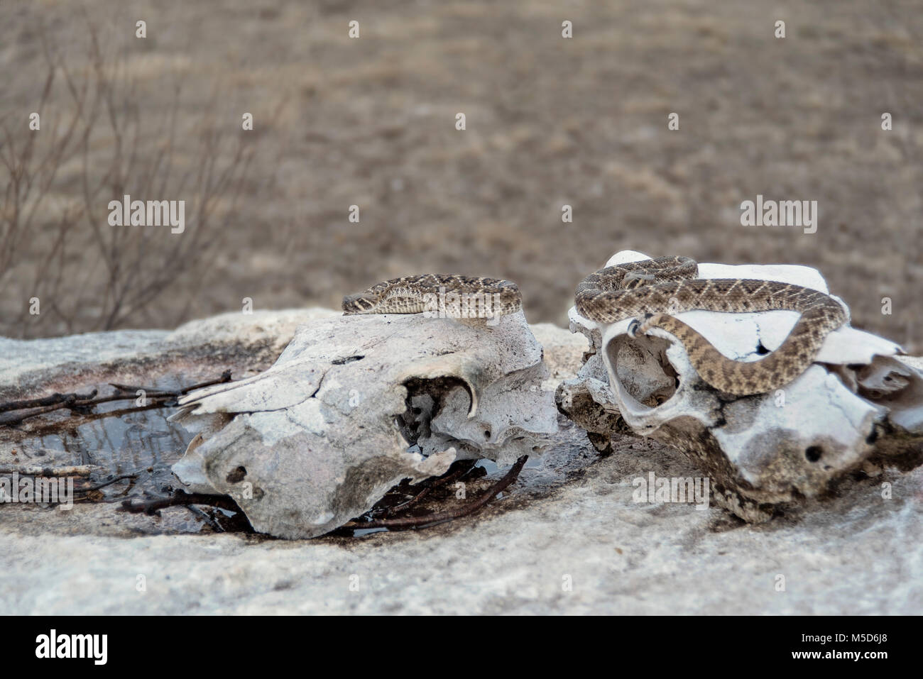 Klapperschlange auf Boulder vor der Kuh Schädel in Texas Stockfoto