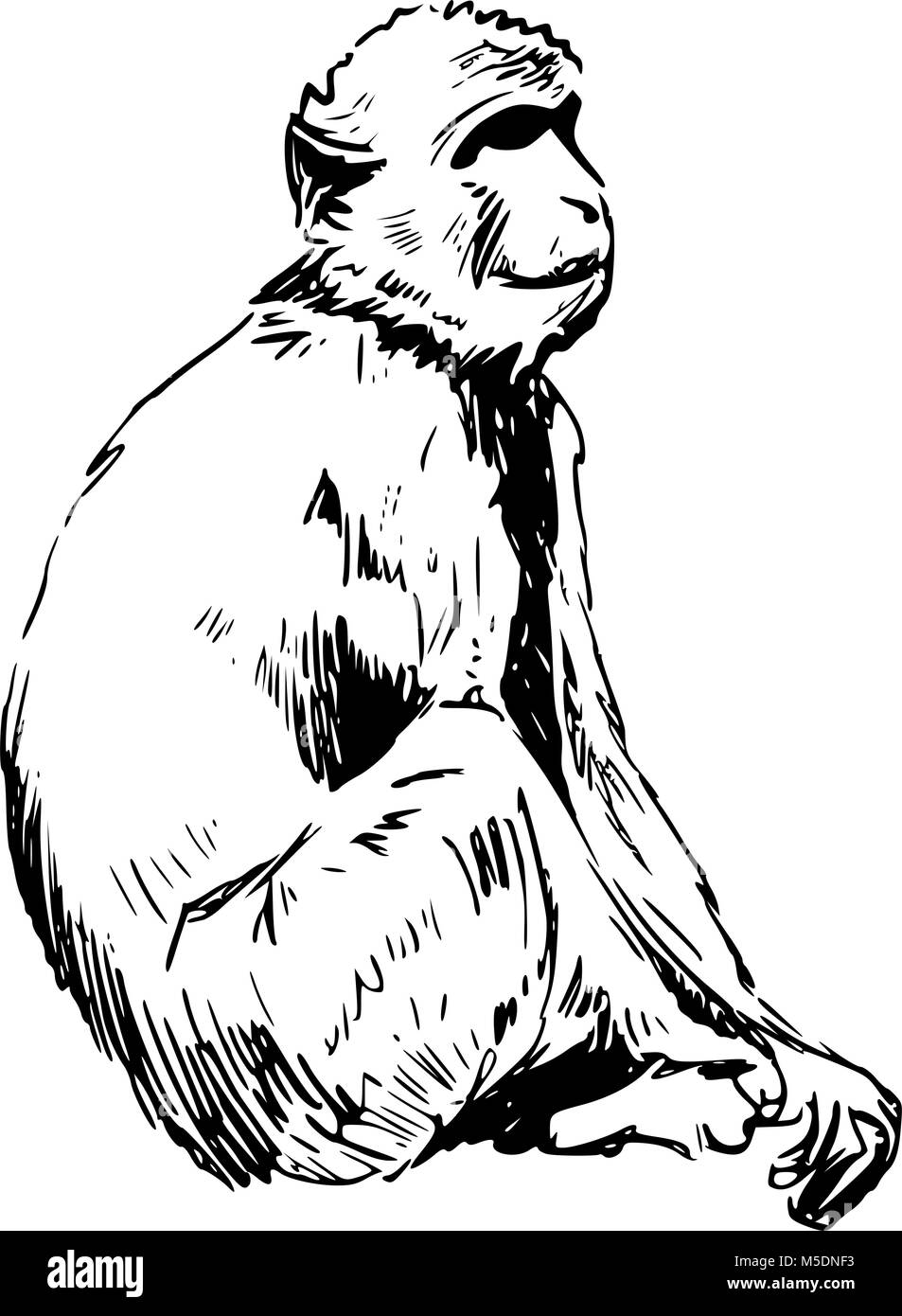 Barbary Ape - Gibraltar Rock Ape Stock Vektor