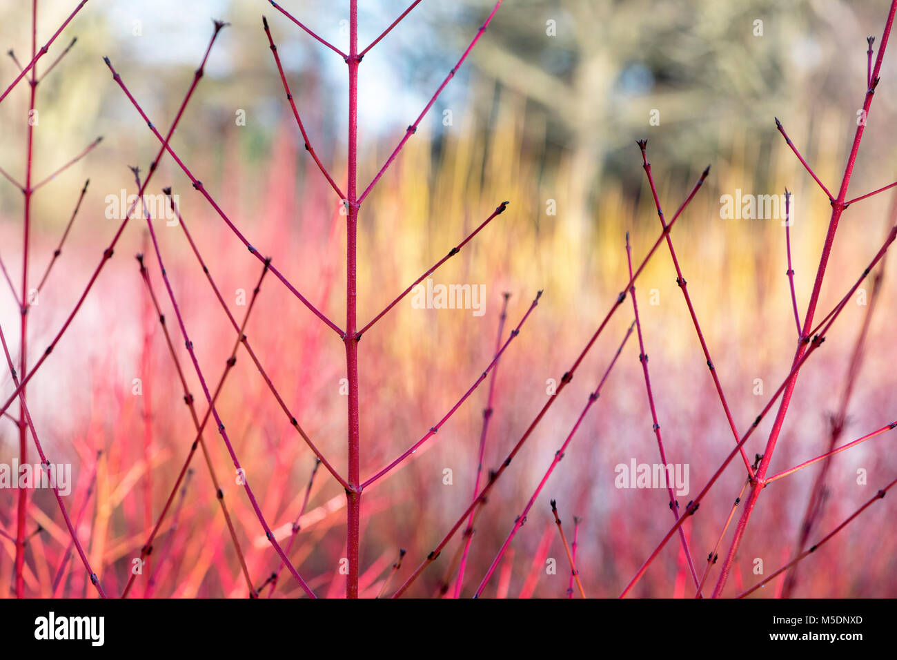 Cornus Sanguinea 'Midwinter Fire'. Hartriegel 'Midwinter Fire' farbigen Stiele im Winter. England Stockfoto