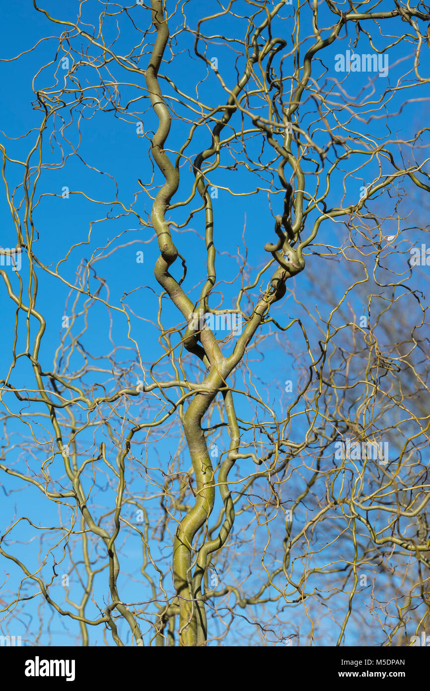 Salix vanstones 'Gold'. Korkenzieher/verrenkten WIllow Stiele im Winter. England Stockfoto