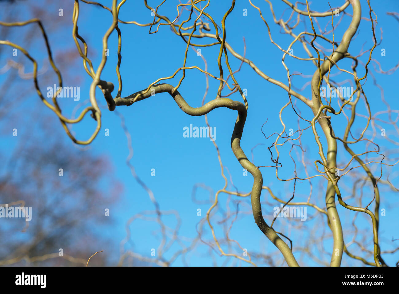 Salix vanstones 'Gold'. Korkenzieher/verrenkten WIllow Stiele im Winter. England Stockfoto