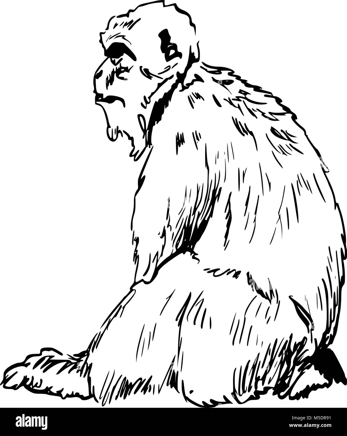 Barbary Ape - Gibraltar Rock Ape Stock Vektor