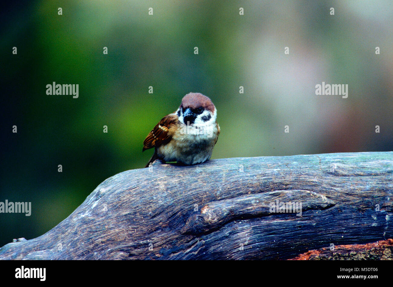 Eurasischen Tree Sparrow, Passer montanus, Gelbhalsmaus, Sperber, Vogel, Tier, Singapur Stockfoto