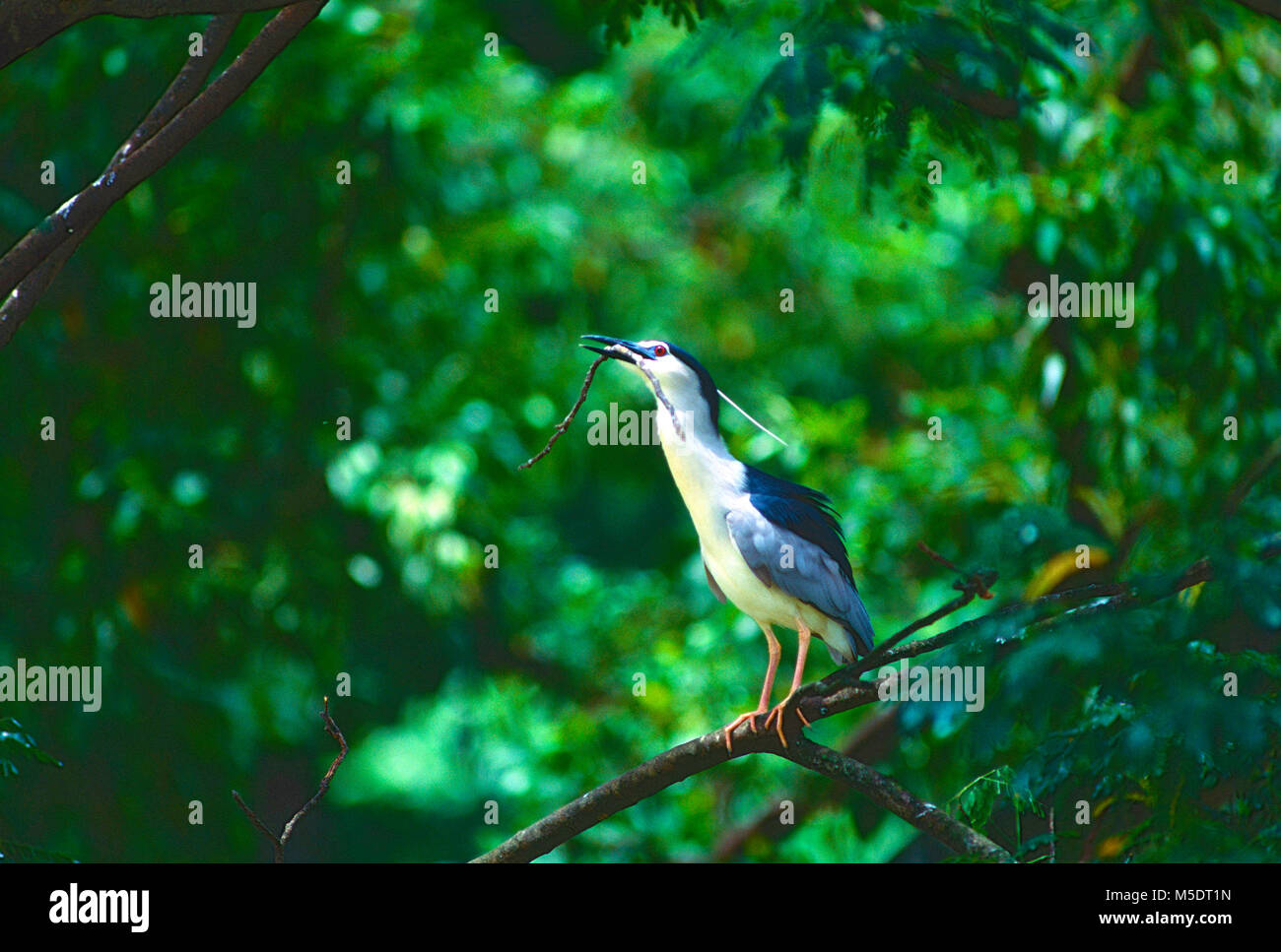 Schwarz - gekrönte Nachtreiher, Nycticorax nycticorax, Ardeidae, Reiher, mit Nistmaterial, Vogel, Tier, Singapur Stockfoto