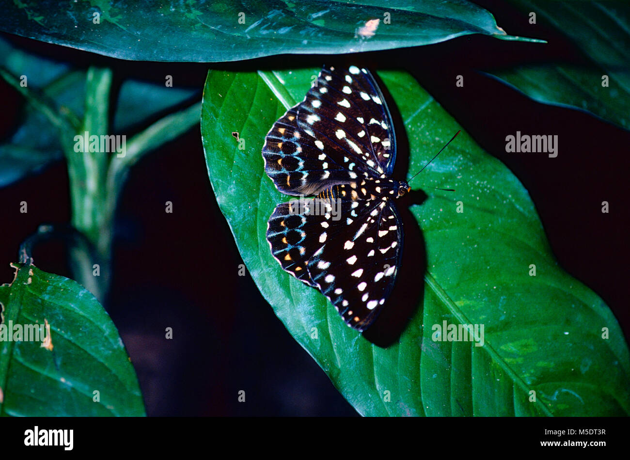 Erzherzog, Euthalia dirtea, Nymphalide, Schmetterling, weiblich, Insekt, Tier, Singapur Stockfoto