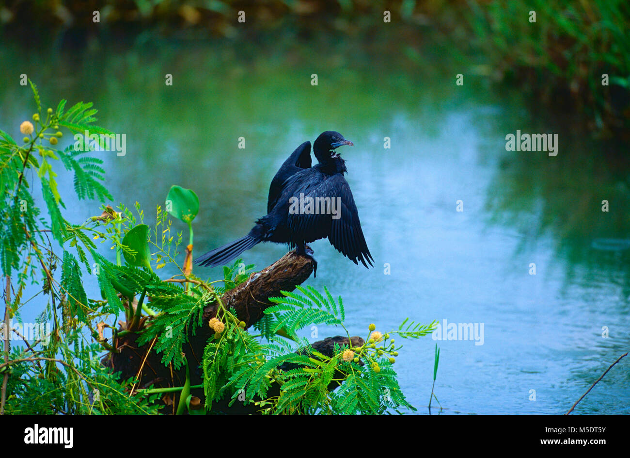 Wenig Kormoran, Phalacrocorax Niger, Phalacrocoracidae, Kormoran, Vogel, Tier, Sri Lanka Stockfoto