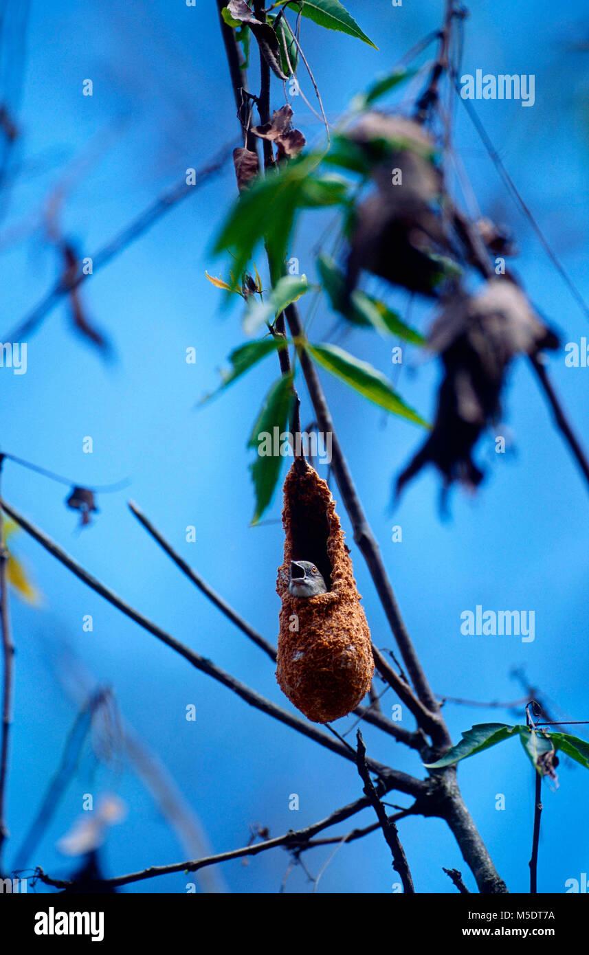 Blass-billed Flowerpecker, Hippolais erythrorhynchos, Diaceidae, weiblich, Zucht, keuchend, Nest, Vogel, Tier, Wasgamuwa National Park, Sri Lanka Stockfoto