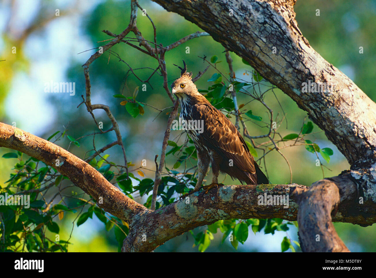 Austauschbare Hawk Eagle, Spitzaetus cirrhatus, Accipitridae, Adler, Raubvogel, Vogel, Tier, Sri Lanka Stockfoto