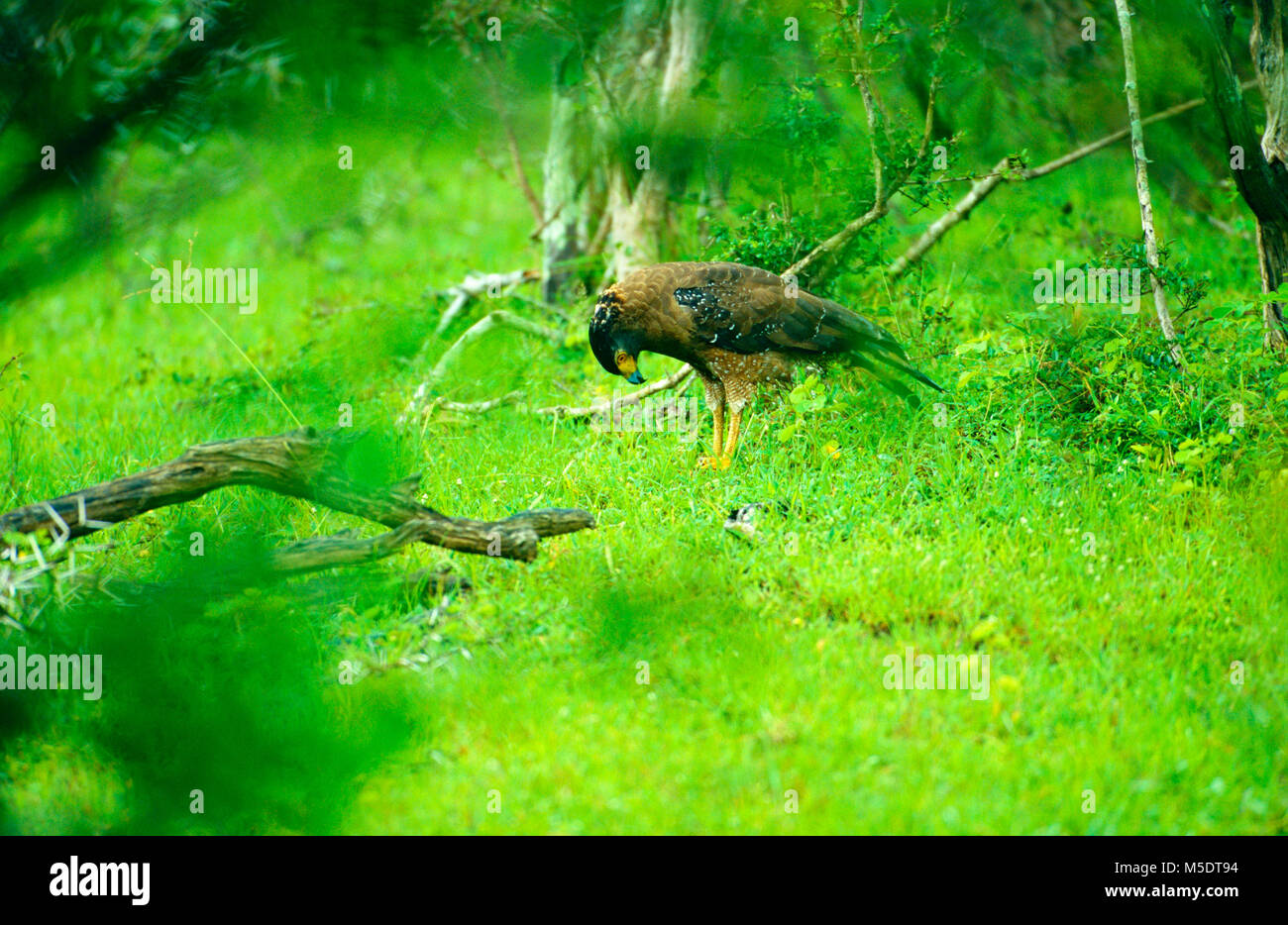 Crested Serpant Adler, Spilornis cheela, Accipitridae, Adler, Raubvogel, Vogel, Tier, Sri Lanka Stockfoto