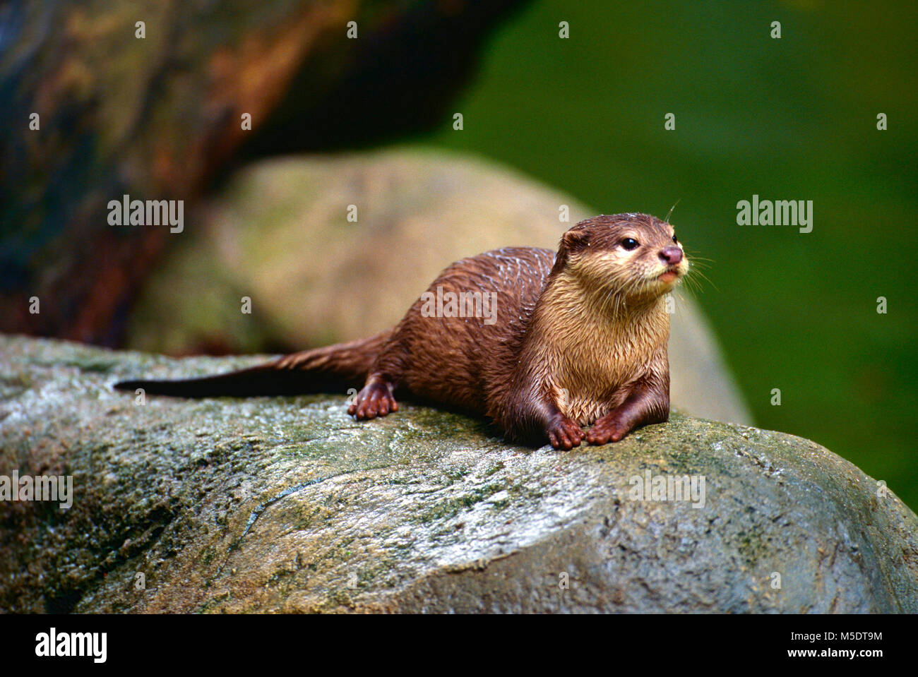 Asiatische Small - kratzte Otter Aonyx cinerea, Mustelidae, Tier, Säugetier, Zoo, Singapur Stockfoto