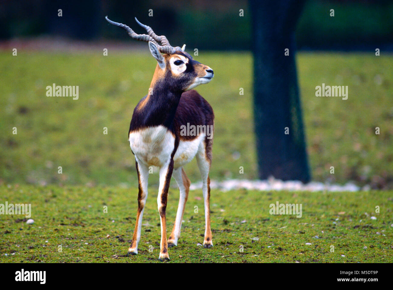 Hirschziegenantilope, Antilope cervicapra, Hornträger, Antilope, Säugetier, Tier, Herkunft Asien, Tierpark Hellabrunn, München, Deutschland Stockfoto