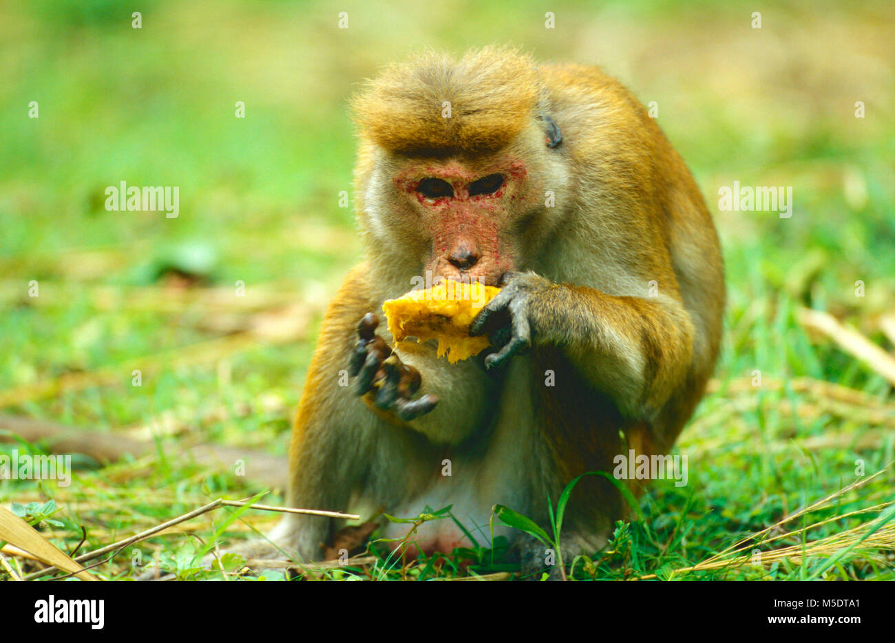 Toque Macaque, Macaca sinica, Fußball oder Handball, Ape, Tier, Säugetier, Yala National Park, Sri Lanka Stockfoto