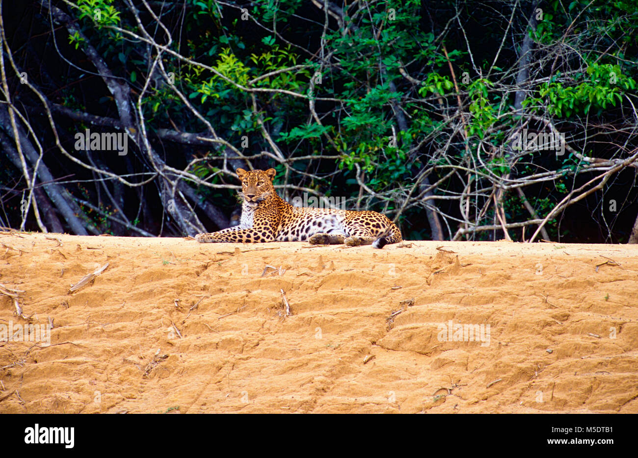 Leopard Panthera Pardus, Felidae, Katze, Raubtier, Säugetier, Tier, Yala National Park, Sri Lanka Stockfoto