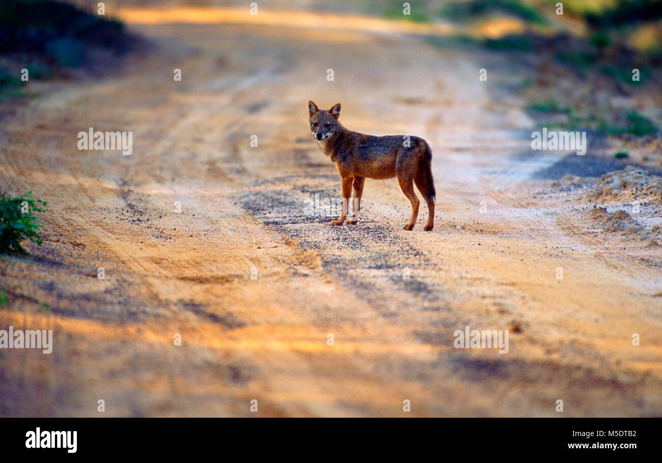 Golden Schakal, Canis aureus, Canidae, Schakal, Tier, Säugetier, Yala National Park, Sri Lanka Stockfoto