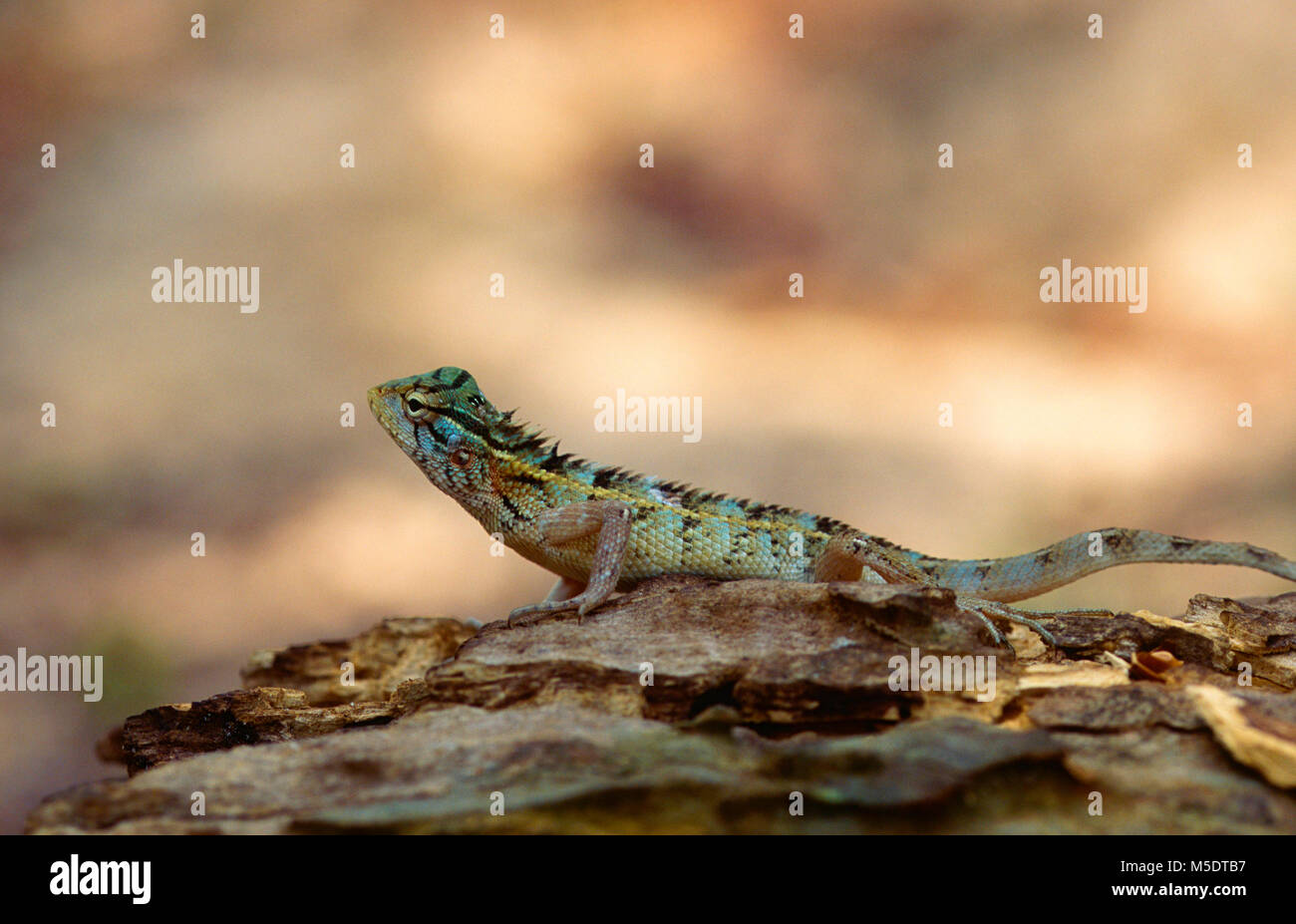 Wiegmann - Agama, Otocryptis wiegmanni, Agamidae, Lizard, Reptilien, Tier, Sri Lanka Stockfoto