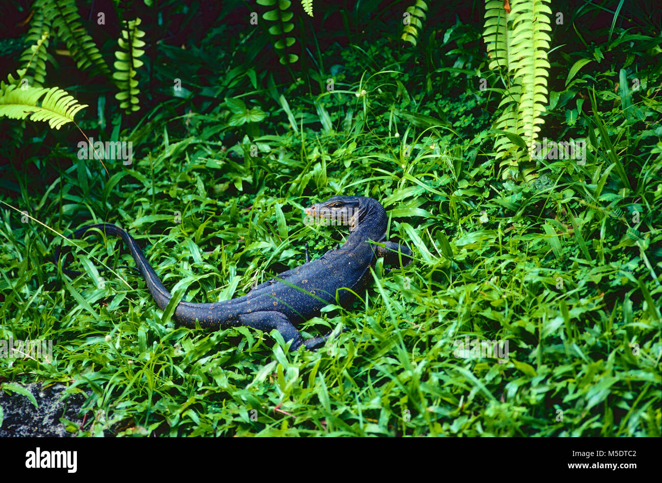 Gemeinsame Wasser überwachen, Varanus Salvator, Varanidae, Monitor, Reptilien, Tier, Singapur Stockfoto
