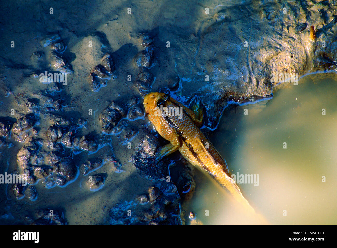 Asiatische Schlammspringer, Periophtalmos schlosseri, Gobionellidae, Schlammspringer, Fisch, Tier, Mangrovensümpfe, Sungei Buloh natur park, Singapur Stockfoto