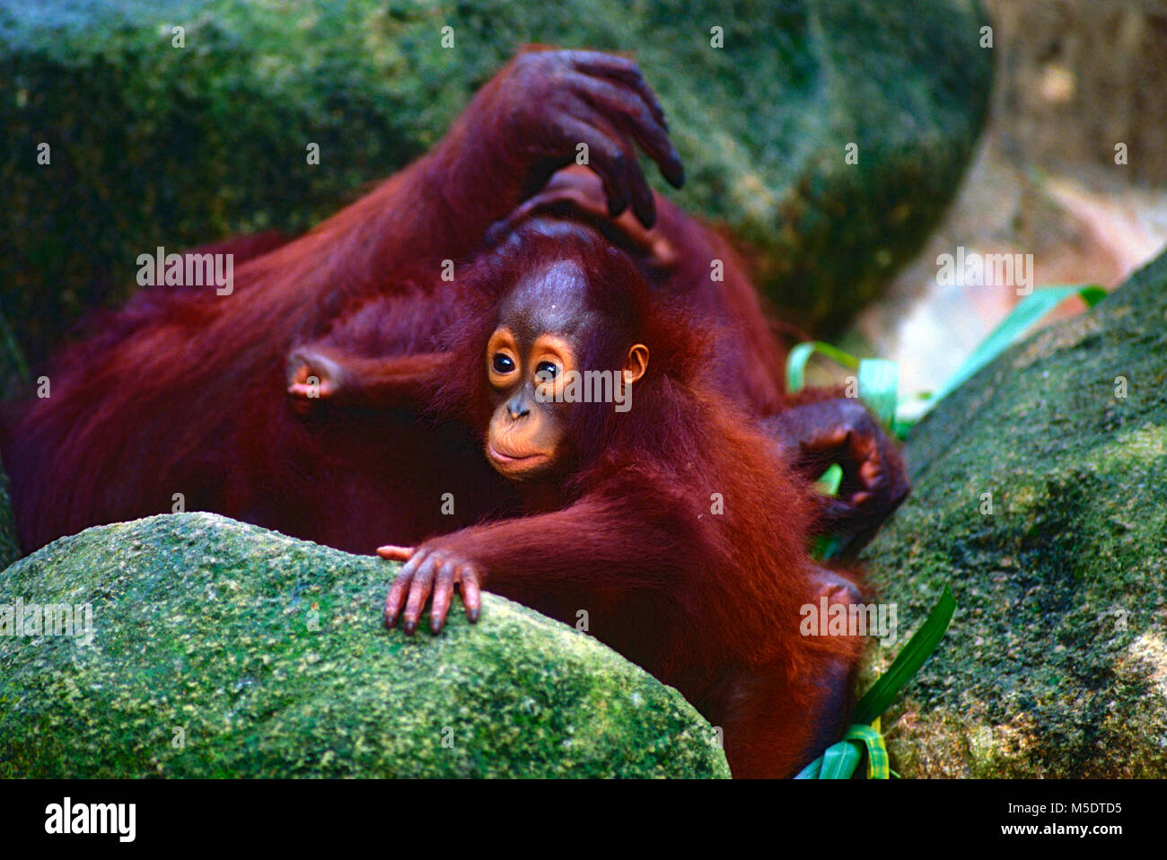 Orang-utan, Pongo pygmaeus, Hominidae, ape, Mutter, Baby, Tier, Säugetier, Captive, Zoo, Singapur Stockfoto