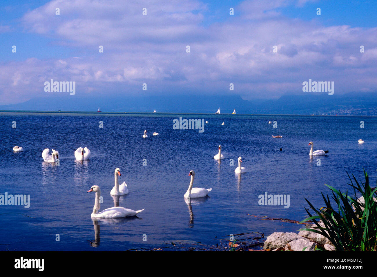 Höckerschwäne, Cygnus olor, Entenvögel, Schwan, Vogel, Tier, Segelboote, See, See von Neuchâtel, La Sauge, Naturschutzgebiet, Kanton Waadt, Schweiz Stockfoto Höckerschwäne, Cygnus olor, Entenvögel, Schwan, Vogel, Tier, Segelboote, See, See von Neuchâtel, La Sauge, Naturschutzgebiet, Kanton Waadt, Schweiz Stockfoto