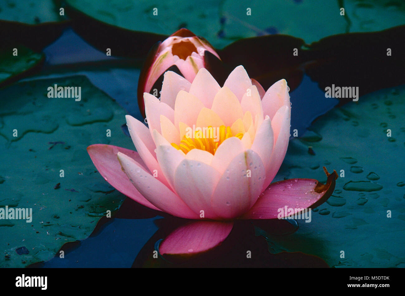Lily, HybridWater NymphaeaHybrid, Nymphaeaceae, Seerose, blüte, blume