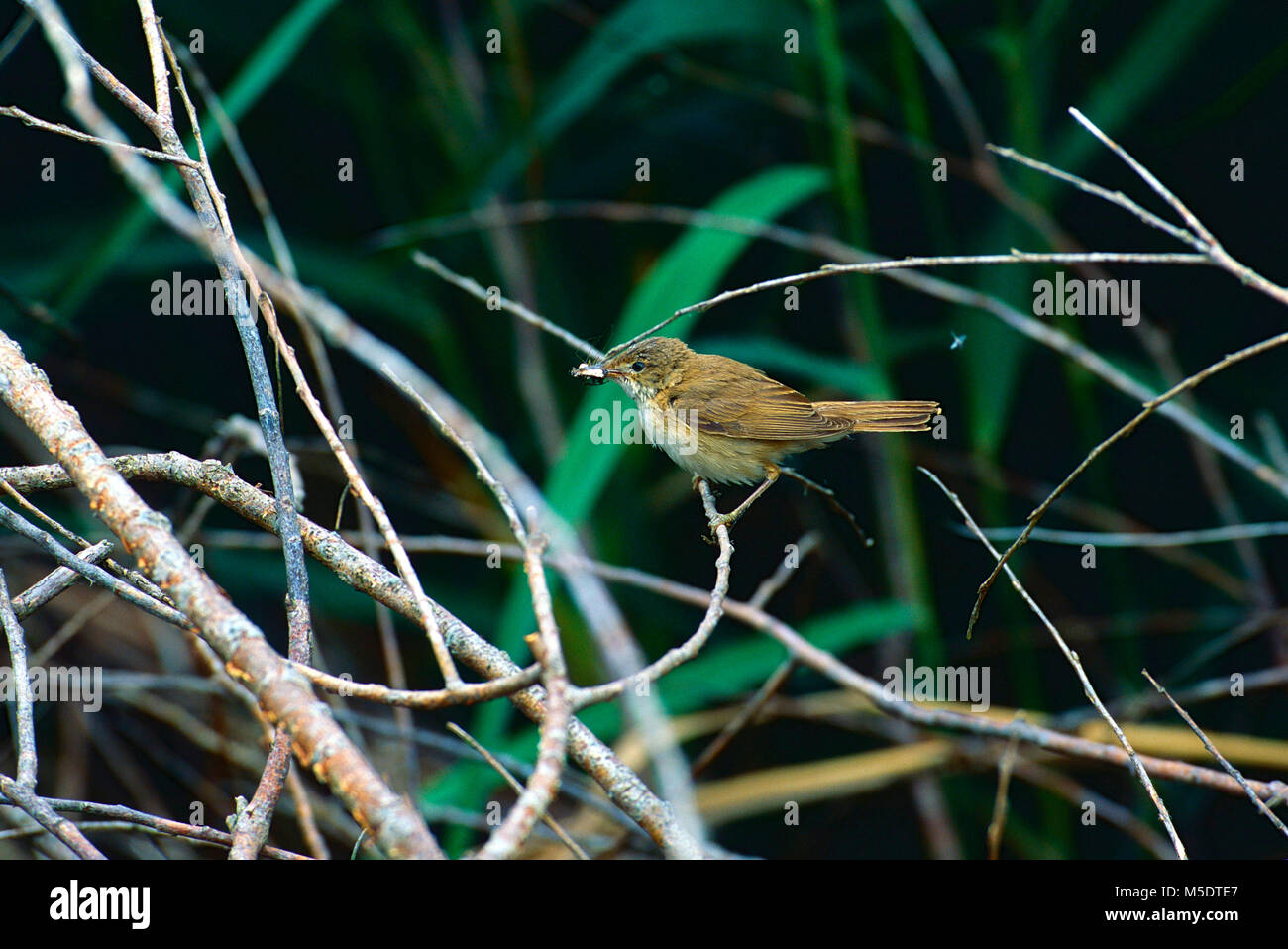 Eurasischen Teichrohrsänger, Acrocephalus scirpaceus, Sylviidae, Warbler, Fütterung, Vogel, Tier, La Sauge Nature Reserve, Kanton Waadt, Schweiz Stockfoto