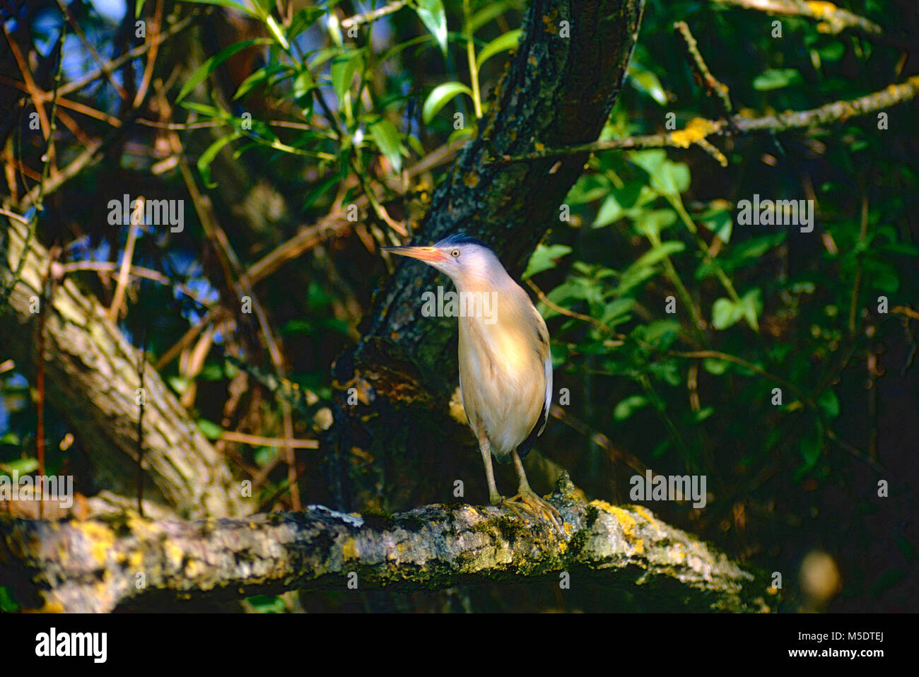 Wenig Rohrdommel, Ixobrychus minutus, Ardeidae, Rohrdommel, Reiher, Vogel, Tier, Staudamm von Klingnau, Kanton Aargau, Schweiz Stockfoto