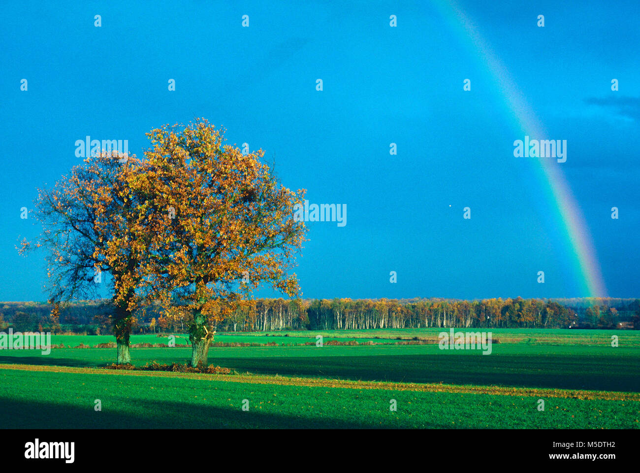 Eiche, Quercus spec., Fagaceae, Baum, Pflanze, Felder, Regenbogen, Herbst, Herbstfarben, Dombes, Ain, Frankreich Stockfoto