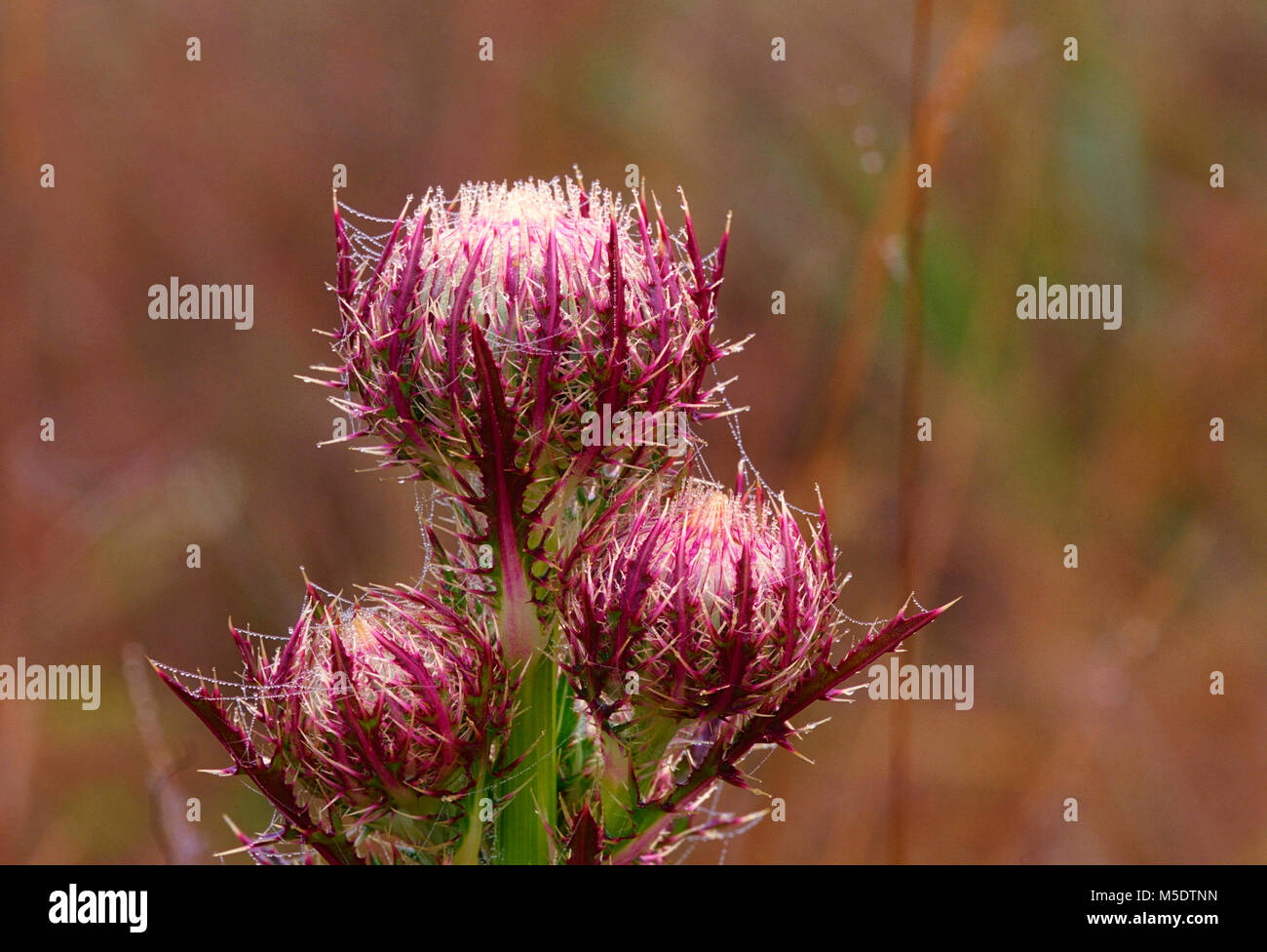 Lila Distel, Cirsium horridulum, Asteraceae, Distel, Blüten, Stacheln, Seide der Spinne, Tautropfen, Werk, Everglades National Park, Florida, USA Stockfoto
