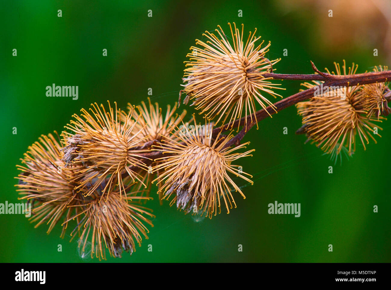 Die Klette, Arctium Lappa. Asteraceae, Klette, Früchte, Widerhaken, Werk, invasive, Waterton Lakes National Park, Alberta, Kanada Stockfoto