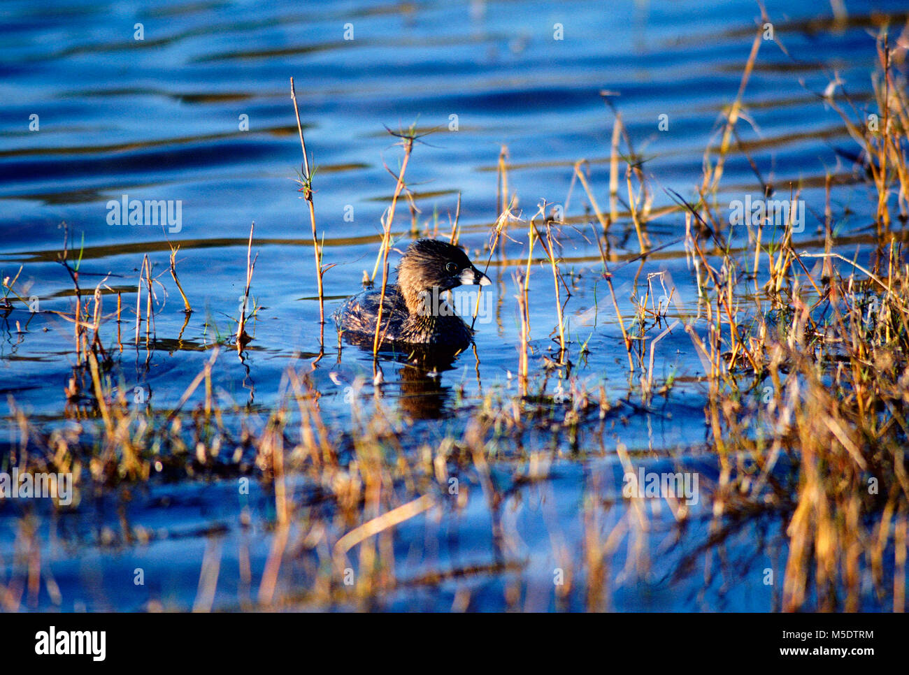 Pied-billed Greebe, Podilymbus podiceps, Podicipedidae, Greebe, Vogel, Tier, Ding Darling Wildlife Refuge, Florida, USA Stockfoto
