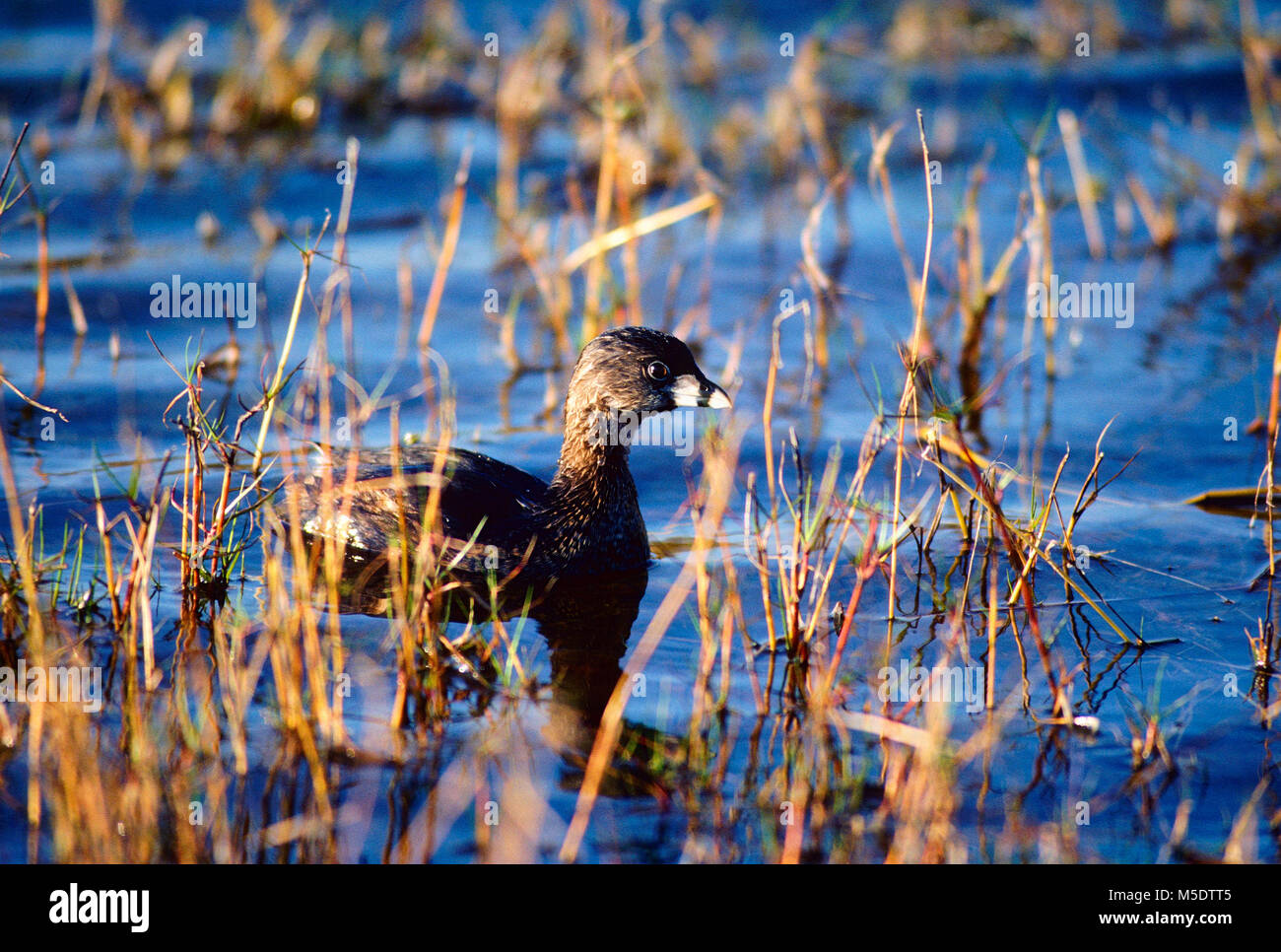 Pied-billed Greebe, Podilymbus podiceps, Podicipedidae, Greebe, Vogel, Tier, Ding Darling Wildlife Refuge, Florida, USA Stockfoto