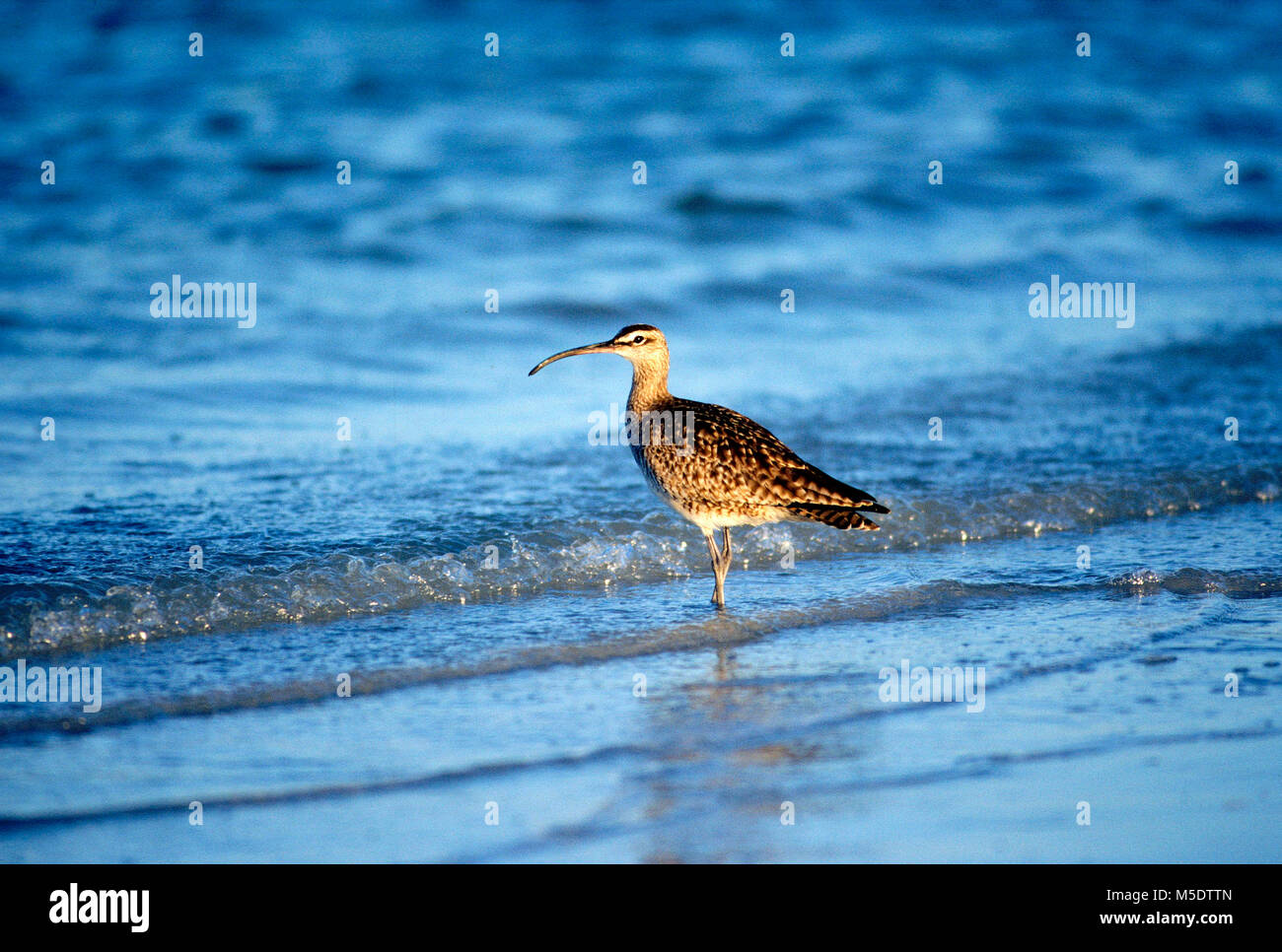 Regenbrachvogel, Numenius phaeopus, Scolopacidae, Sandpiper, Vogel, Tier, Ft. Lauderdale Beach, Florida, USA Stockfoto