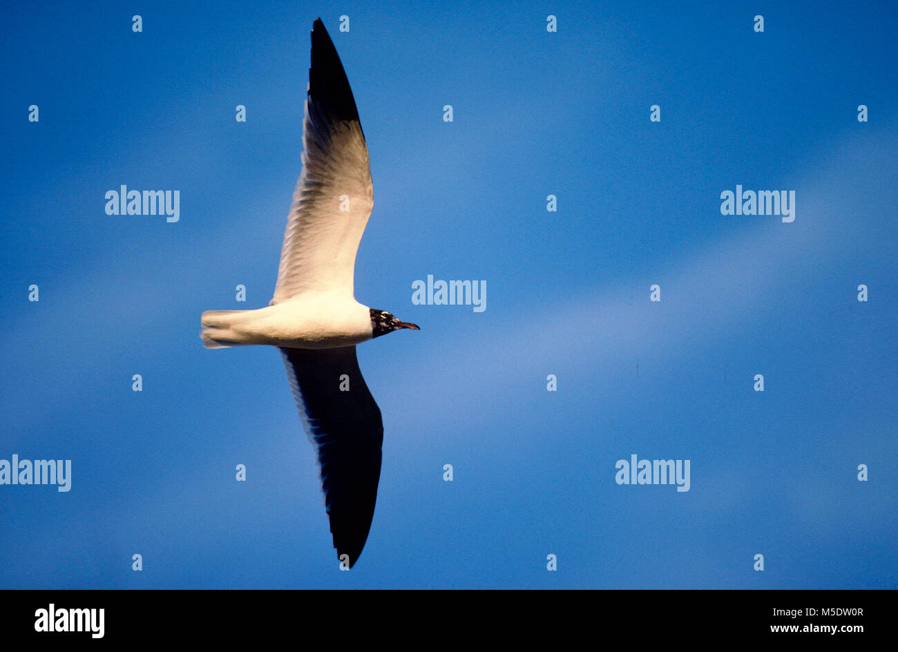 Laughing Gull, Larus articilla, Laridae, Gull, im Flug, Vogel, Tier, Florida Keys, Florida, USA Stockfoto