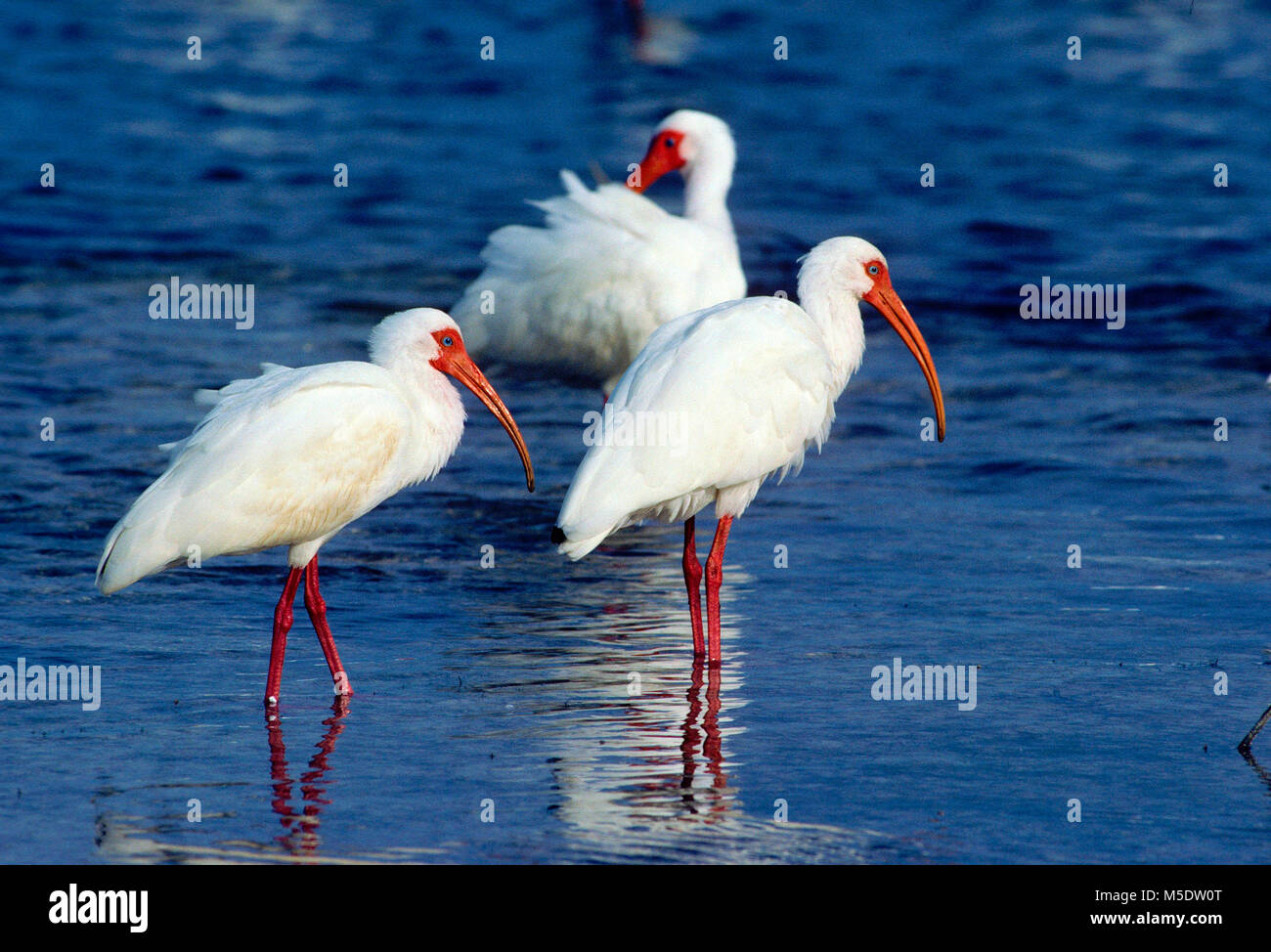 White Ibis, Eudocimus Albus, Threskiornithidae, Ibis, Vogel, Tier, Florida Keys, Florida, USA Stockfoto