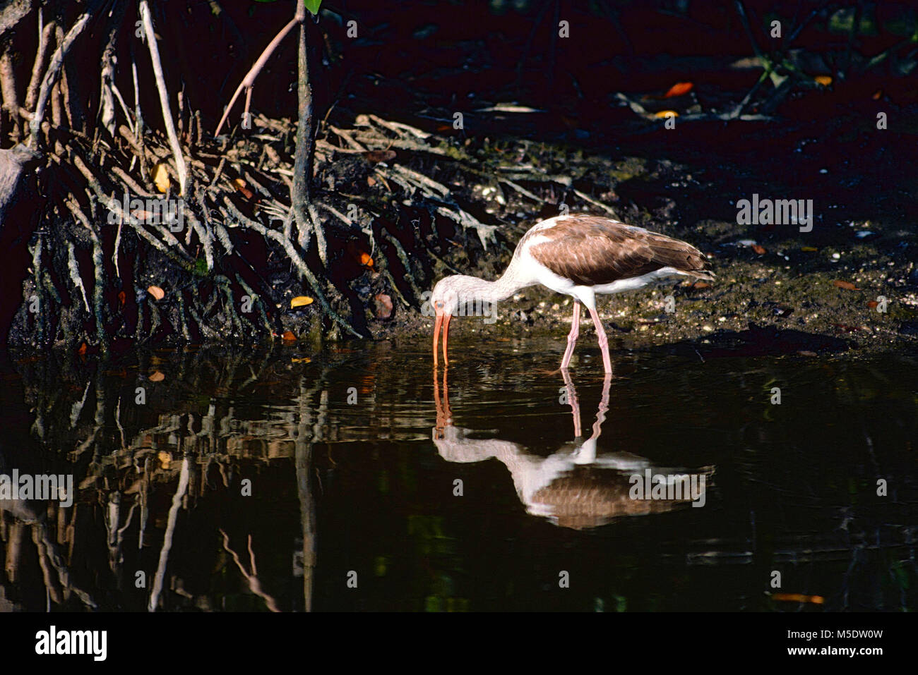 White Ibis, Eudocimus Albus, Threskiornithidae, Ibis, Juvenile, Fütterung, Vogel, Tier, Florida Keys, Florida, USA Stockfoto