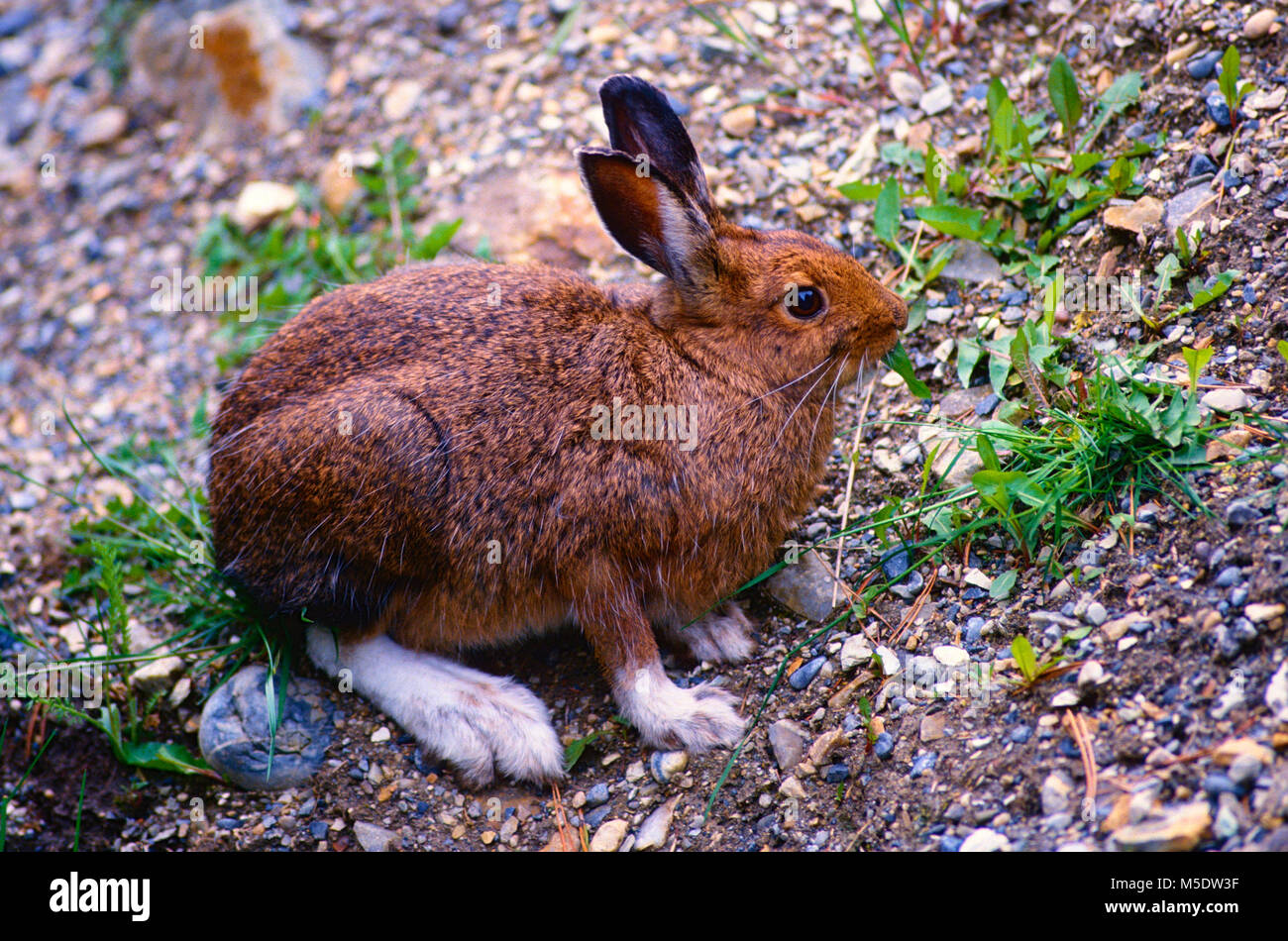 Snowshoe Hare, Lepus americanus, Lepordiae, Hase, Säugetier, Tier, Yoho National Park, Alberta, Kanada Stockfoto