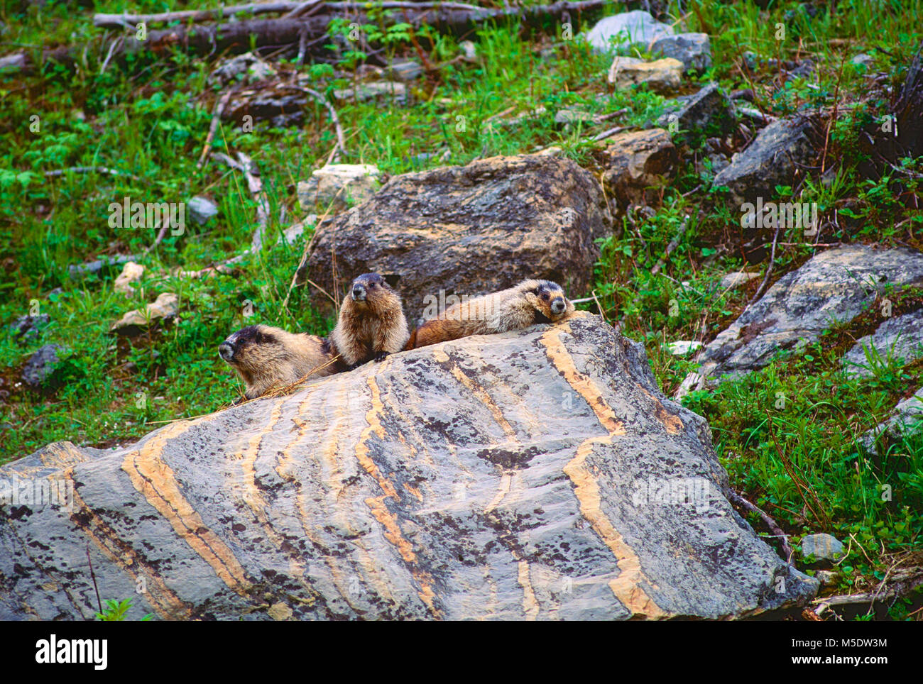 Yellow-bellied Murmeltier, Marmota flaviventris, Sciuridae, Murmeltiere, Säugetier, Tier, Jasper National Park, Alberta, Kanada Stockfoto