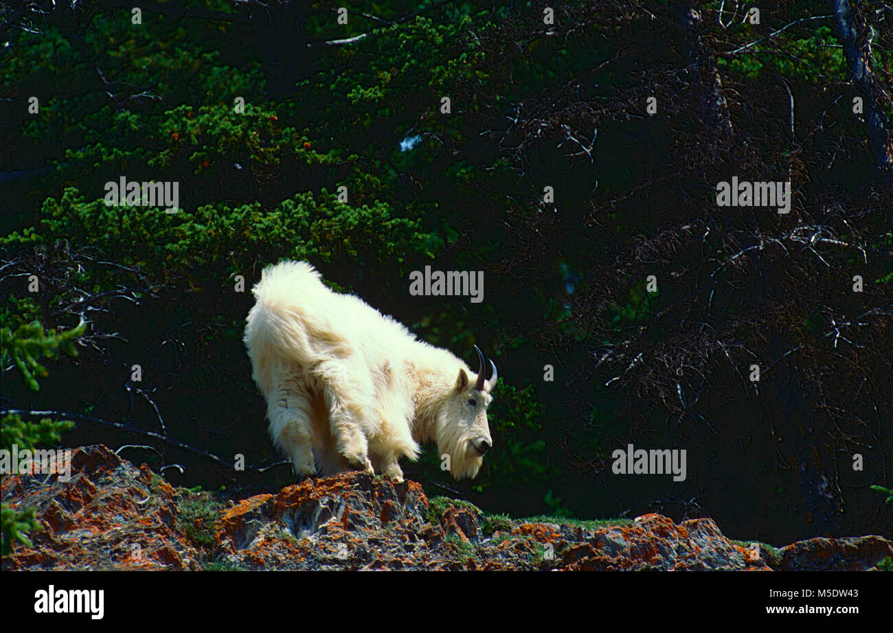Bergziege, Oreamnos americanus, Hornträger, Ziege, Säugetier, Tier, Jasper National Park, Alberta, Kanada Stockfoto