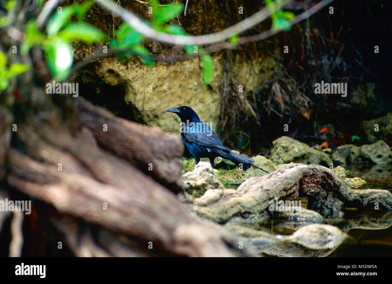 Boot-tailed Grackle, Quiscalus major, Icteriade, männlich, Grackle, Vogel, Tier, Florida, USA Stockfoto