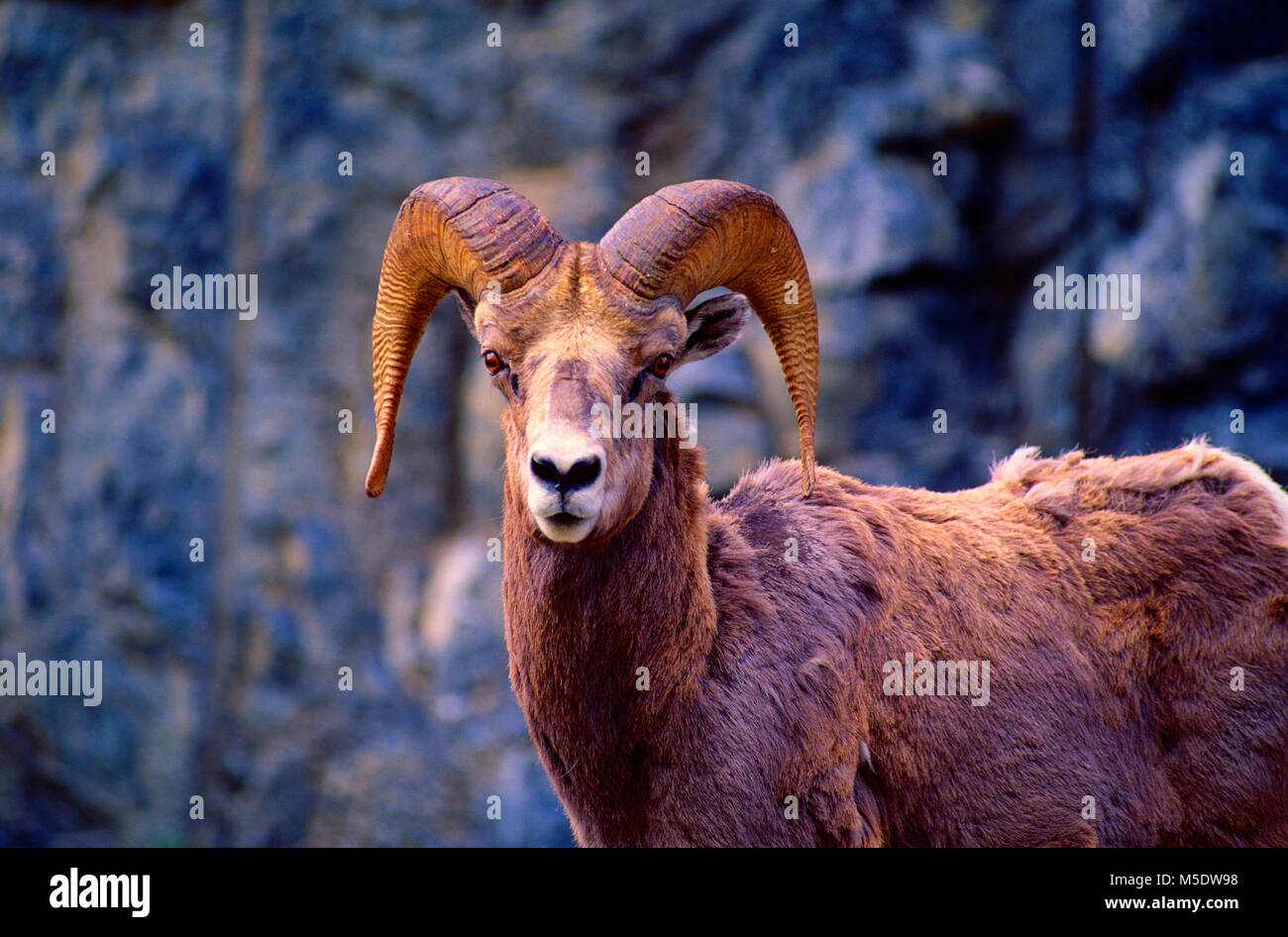 Bighorn Schaf, Ovis canadensis, Hornträger, Ram, Schafe, Säugetier, Tier, Kananaskis Country, Alberta, Kanada Stockfoto