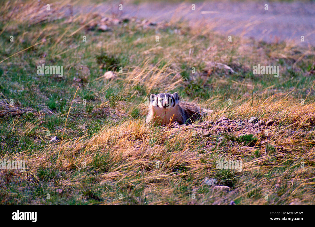 American Badger, Taxidea Taxus, Mustelidae, Dachs, im Fuchsbau, Säugetier, Tier, Waterton Lakes National Park, Alberta, Kanada Stockfoto