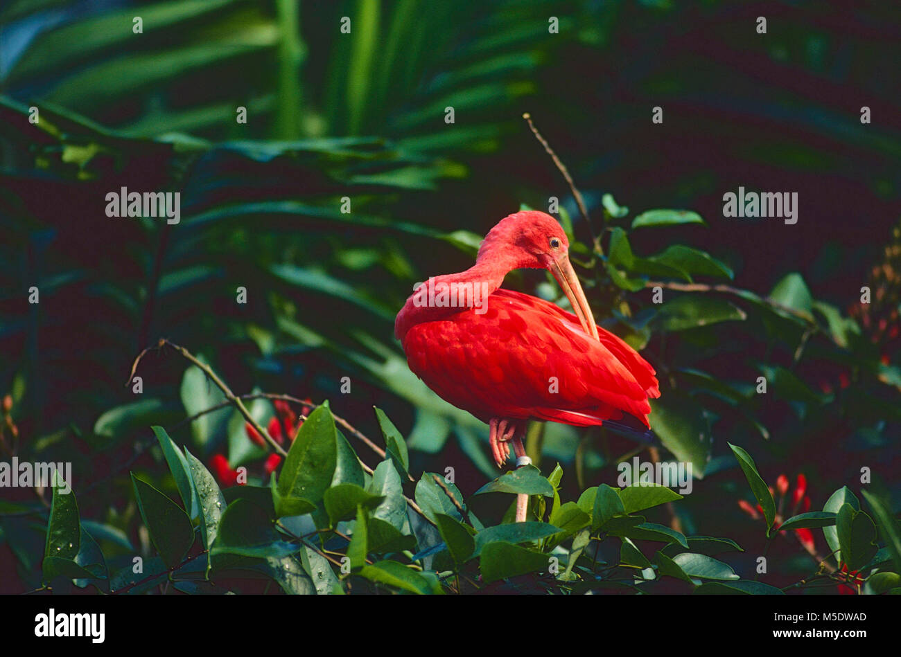 Scarlet Ibis, Eudocimus ruber, Threshiornithidae, Ibis, Herkunft Südamerika, Birdpark, Singapur Stockfoto