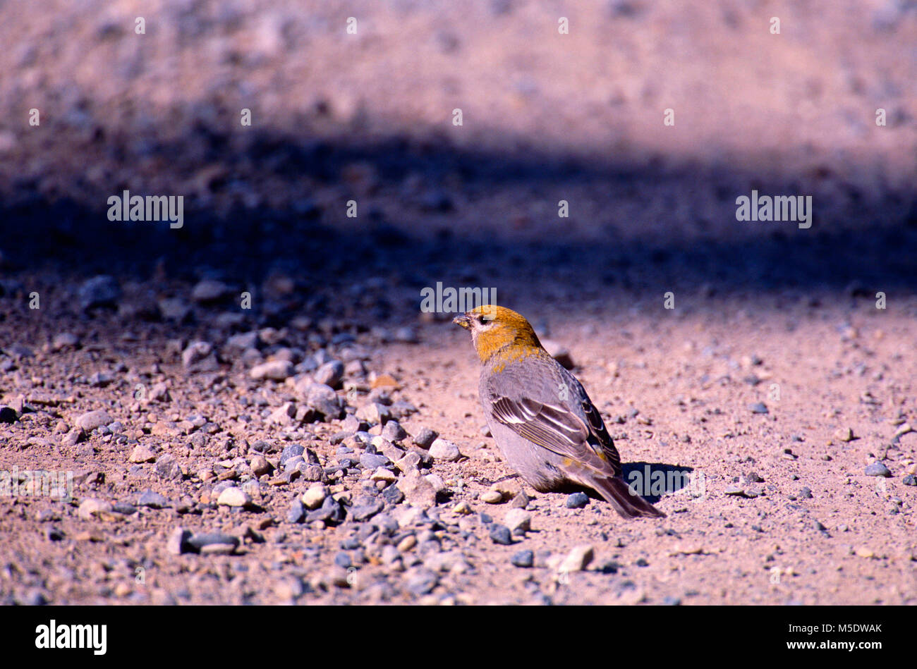 Pine Grosbeak, Pinicola enucleator, Fringillidae, weiblich, Vogel, Tier, Peter Lougheed Provincial Park, Alberta, Kanada Stockfoto