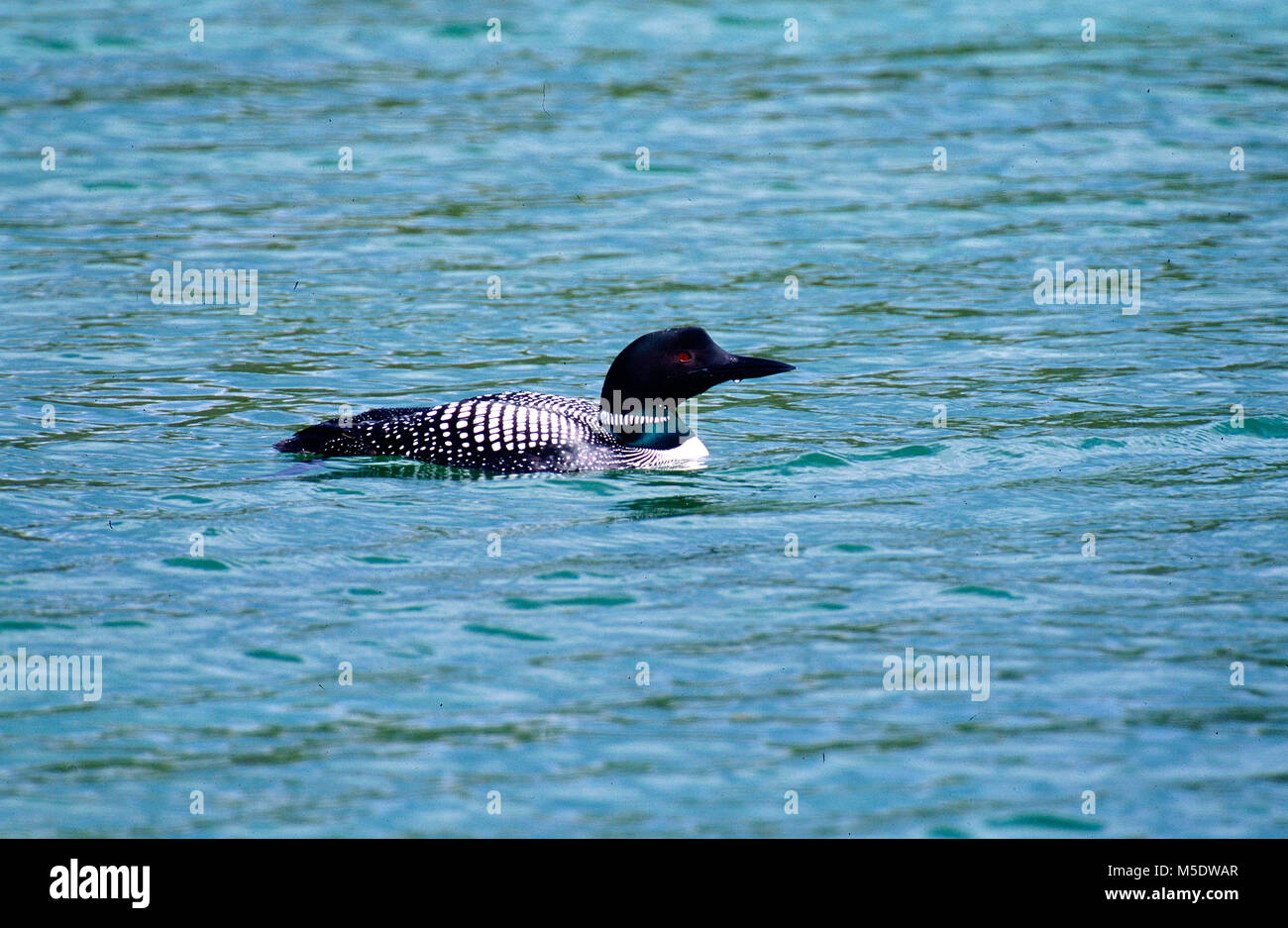 Common Loon, Gavia Immer, Gavidae, Zucht Gefieder, Vogel, Tier, Jasper National Park, Alberta, Kanada Stockfoto