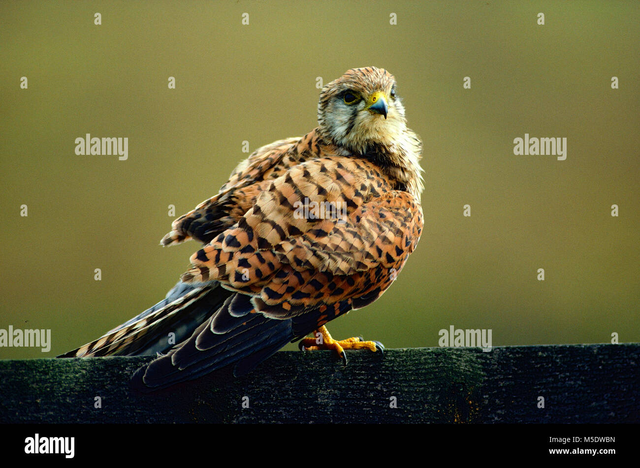 Turmfalke Falco tinnunculus, Falconidae, Kestrel, Raubvogel, Vogel, Tier, Falsterbo, Schweden Stockfoto