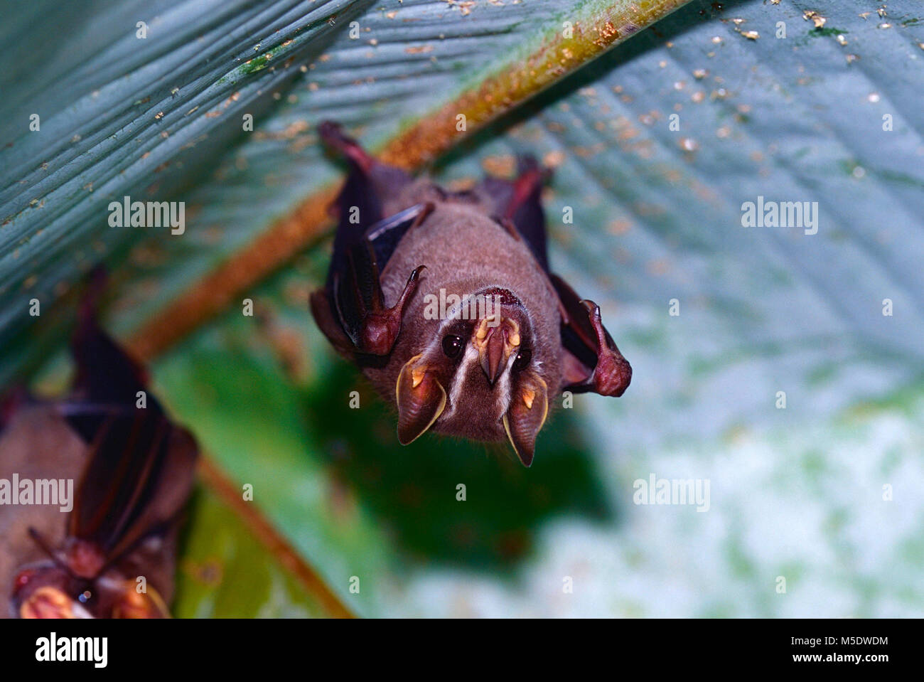 Zelt bat, Uroderma bilobatum, Phyllostomidae, bat, Säugetier, Tier