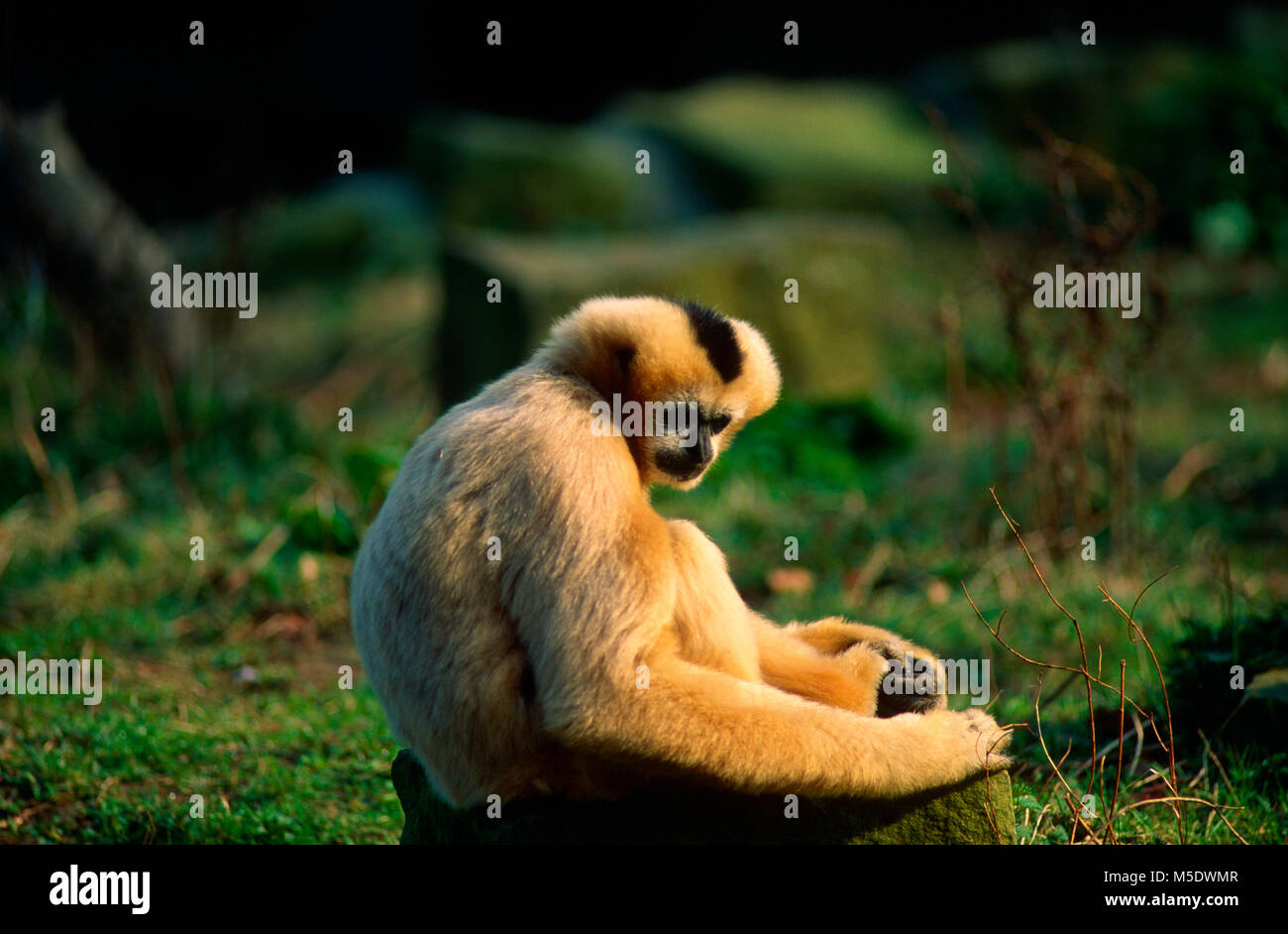 Gelb ist Gibbon, Hylobates gabriellae, Hylobatidae, Gibbon, ape, Säugetier, Tier, Zoo, Singapur Stockfoto