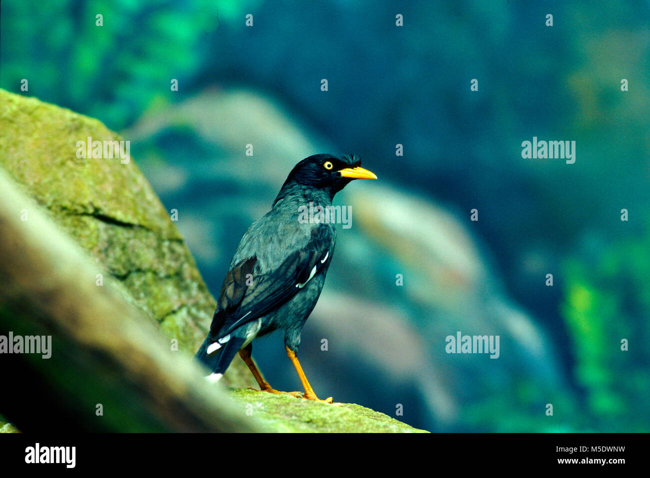 Weiß-belüftete Myna, Acridotheres Javanicus, Sturnidae, Myna, Vogel, Tier, Singapur Stockfoto